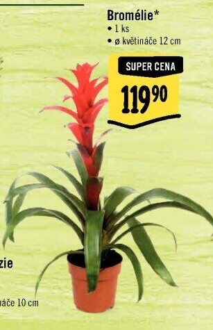Bromelia