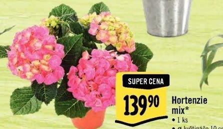 Hortenzie - Hydrangea