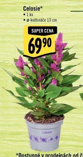 Nevadlec - Celosie