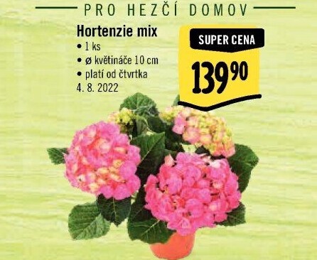 Hortenzie - Hydrangea