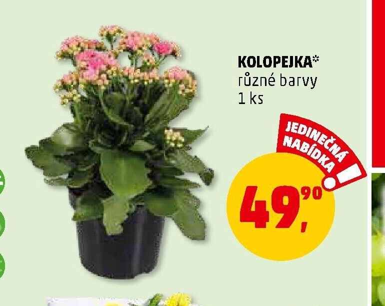 KOLOPEJKA