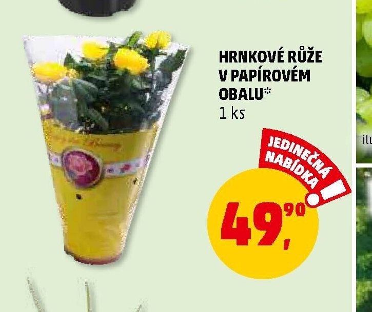 HRNKOVÉ RŮŽE V PAPÍROVÉM OBALU