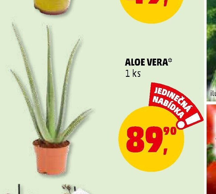 ALOE VERA