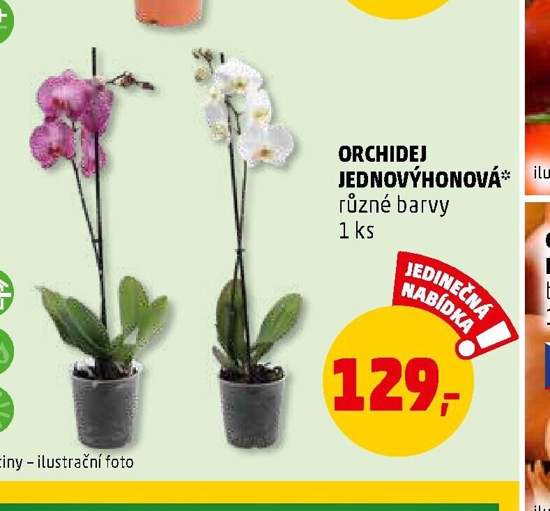 ORCHIDEJ JEDNOVÝHONOVÁ