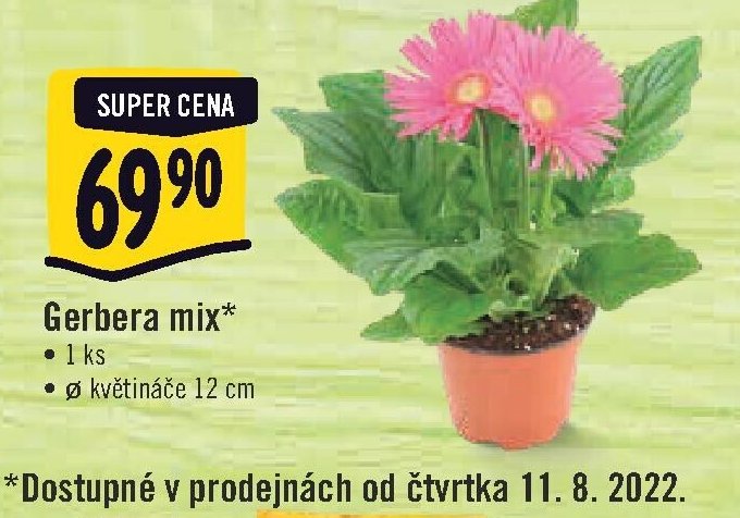 Gerbera mix