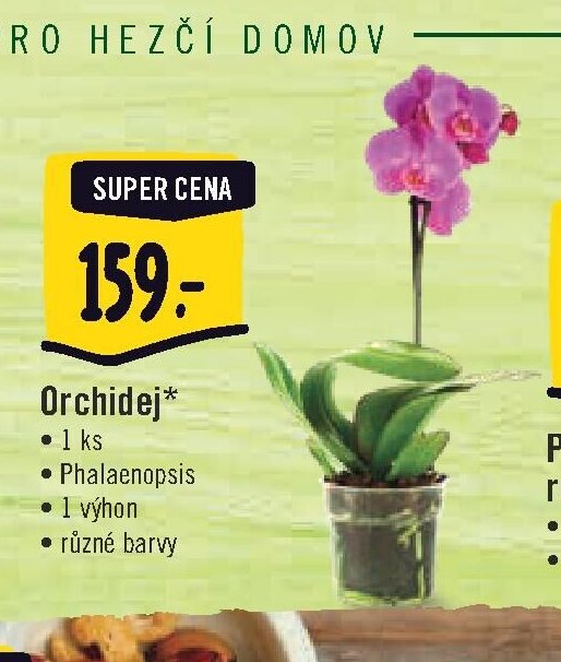Orchidej