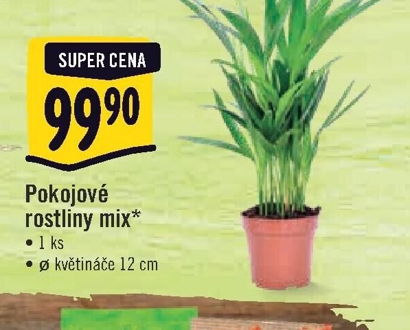 Pokojové rostliny mix