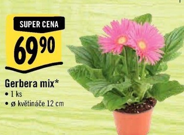 Gerbera