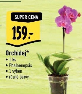 Orchidej