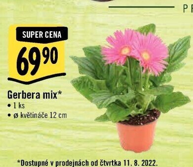Gerbera