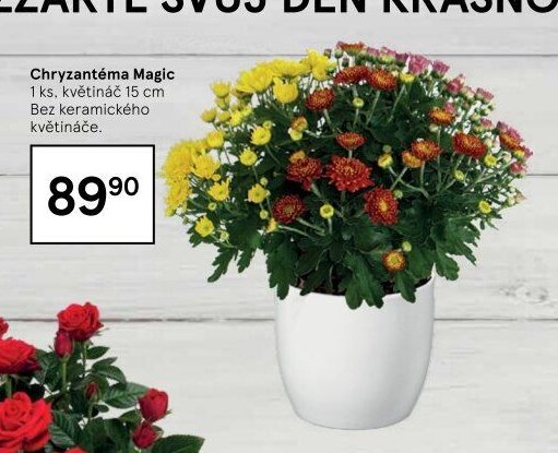 Chryzantéma Magic