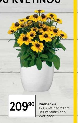 Rudbeckia