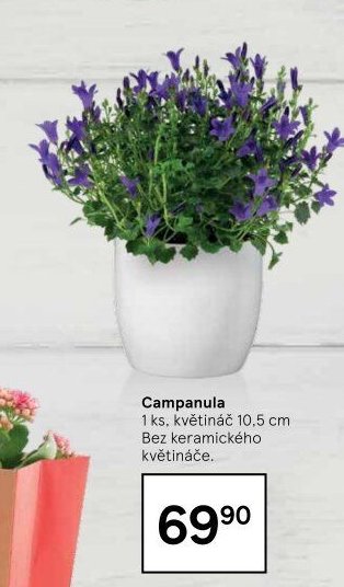 Campanula