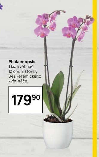 Phalaenopsis