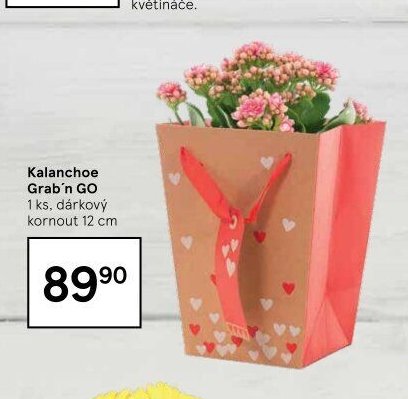 Kalanchoe Grab'n GO