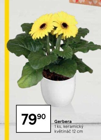 Gerbera