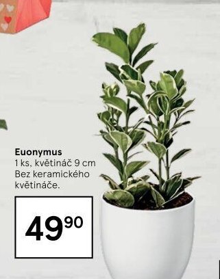 Euonymus