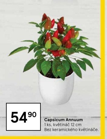 Capsicum Annuum