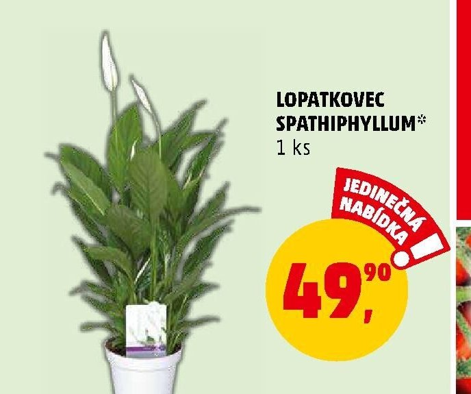 LOPATKOVEC SPATHIPHYLLUM