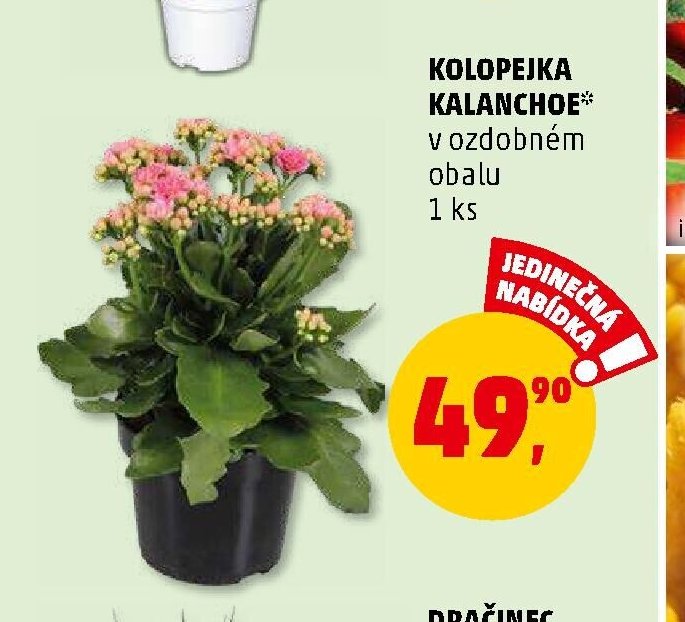 KOLOPEJKA KALANCHOE