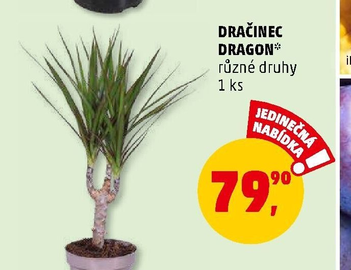 DRAČINEC DRAGON