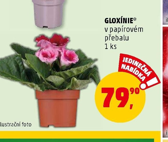 GLOXÍNIE
