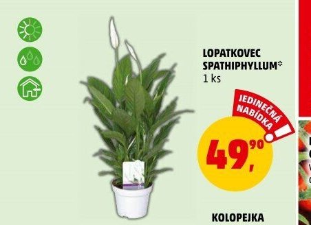 LOPATKOVEC SPATHIPHYLLUM