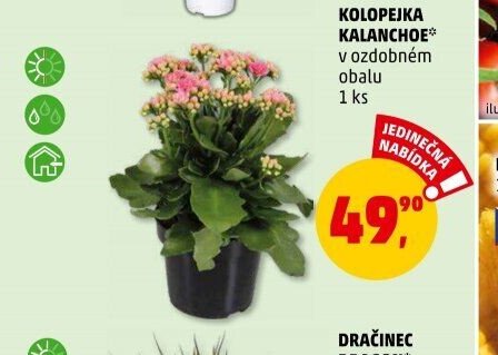 KOLOPEJKA KALANCHOE