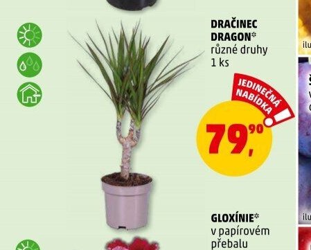 DRAČINEC DRAGON