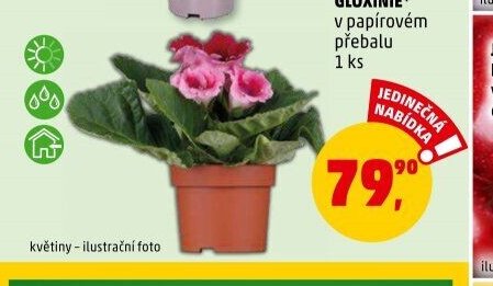 GLOXÍNIE