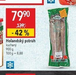 Holandský pstruh