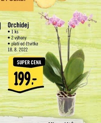 Orchidej