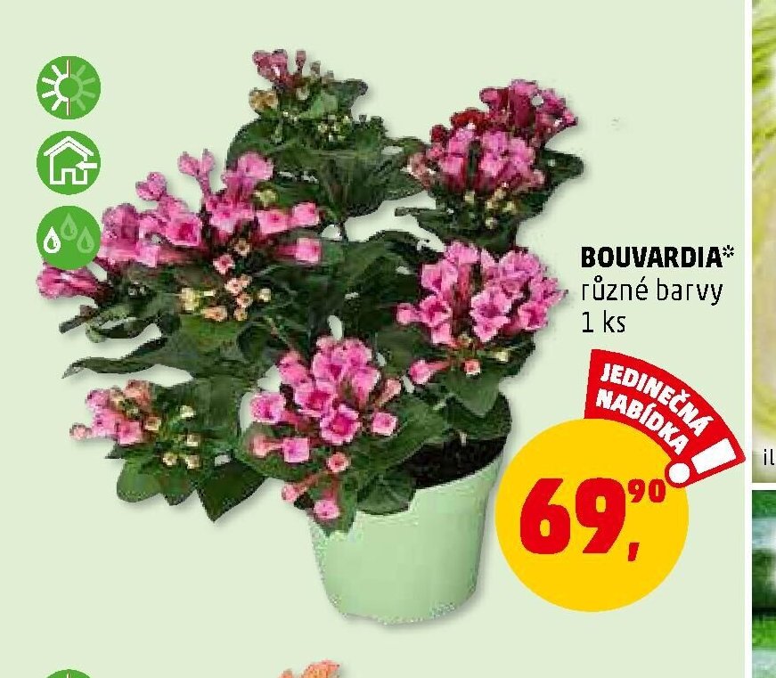 BOUVARDIA*