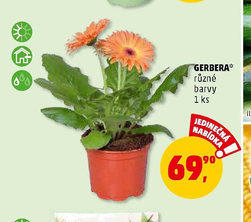 GERBERA*