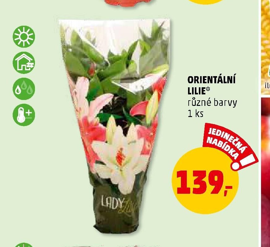 ORIENTÁLNÍ LILIE*