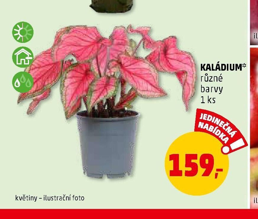 KALÁDIUM*