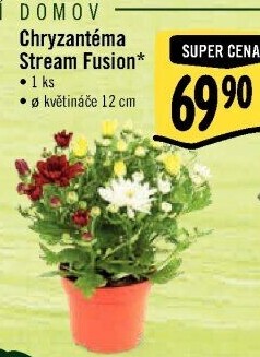 Chrysanthemum - Chryzantéma