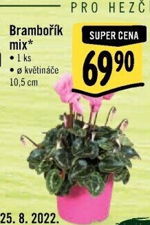 Cyclamen - Brambořík