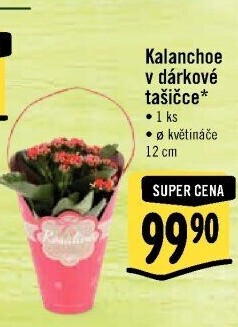 Kalanchoe - Kolopejka