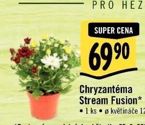 Chrysanthemum - Chryzantéma