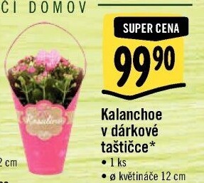 Kalanchoe - Kolopejka