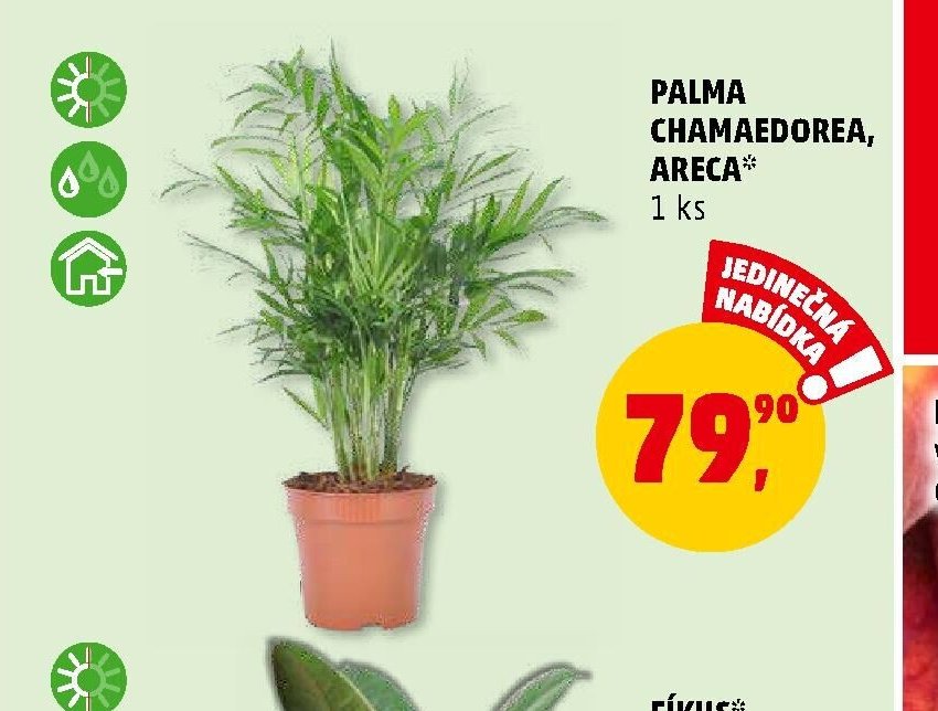 PALMA CHAMAEDOREA, ARECA