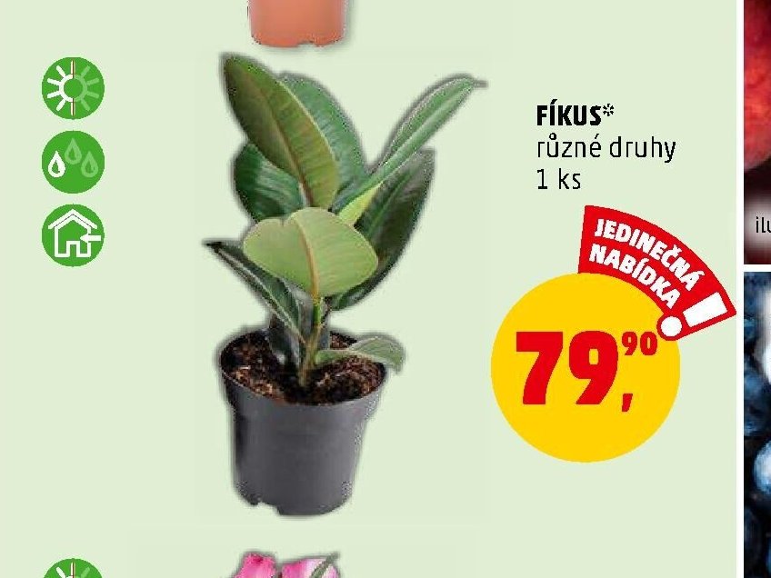 FÍKUS