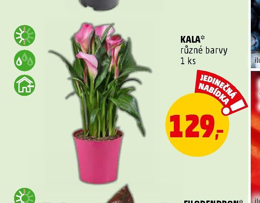 KALA