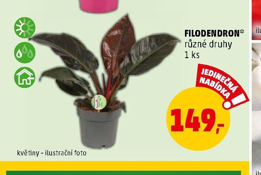 FILODENDRON