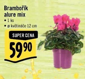 Cyclamen - Brambořík