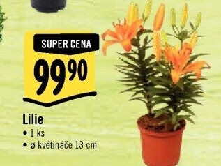 Lilie
