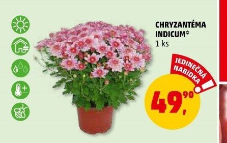 CHRYZANTÉMA INDICUM