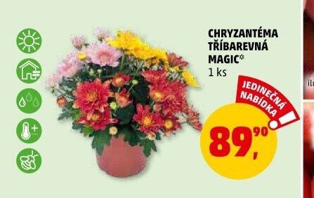 CHRYZANTÉMA TŘÍBAREVNÁ MAGIC