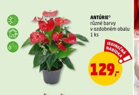 ANTÚRIE
